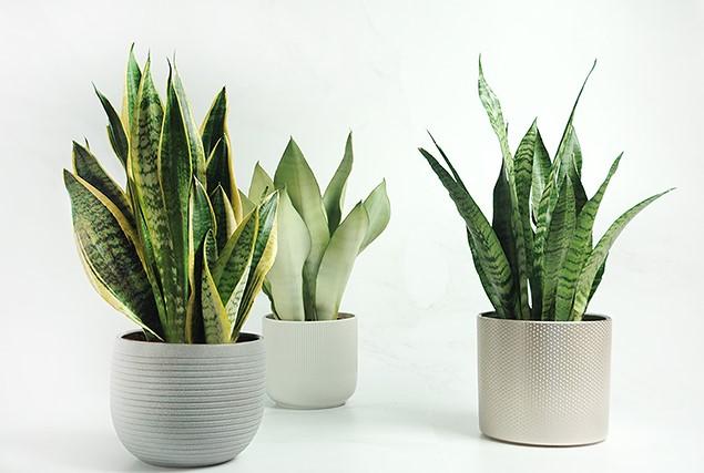 Saksı Seçiminin Önemi: Plastik Mi Seramik Mi?