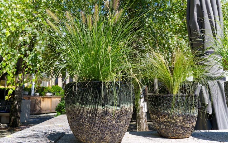 Saksıda Dekoratif Çimler İle Bahçenizi Canlandırın