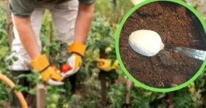 Şeker Kullanarak Bitki Bakımı Nasıl Yapılır?