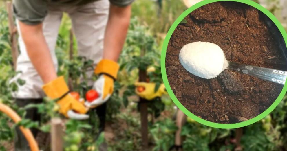 Şeker Kullanarak Bitki Bakımı Nasıl Yapılır?