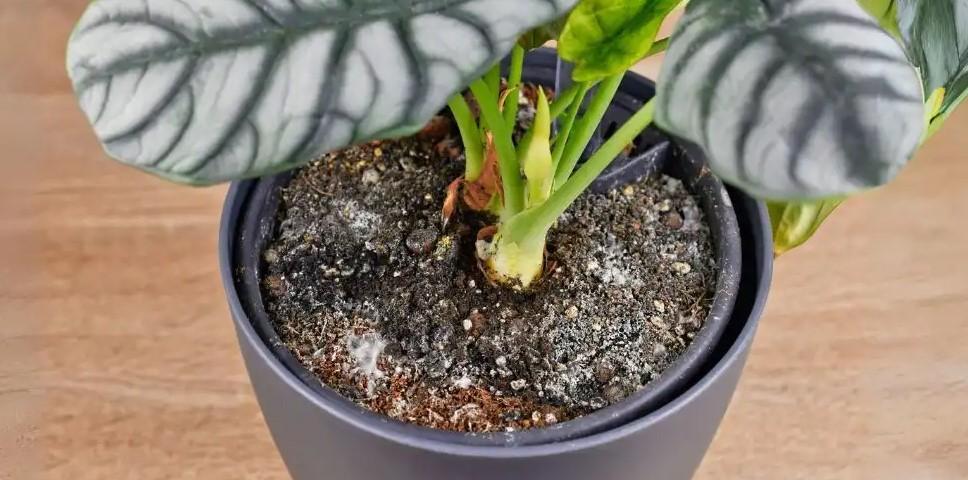 Şubat Ayında Fide Yetiştirmenin Püf Noktaları