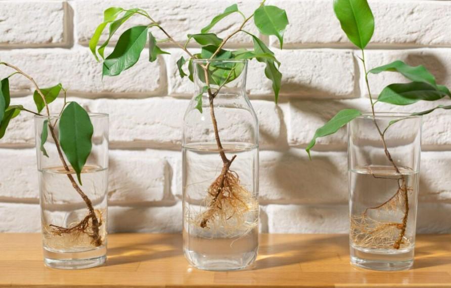 Suda Bitki Çoğaltma: Kolay ve Etkili Bir Yöntem