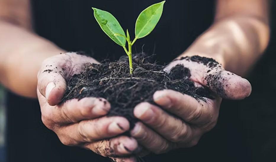 Süs Bitkilerinin İlk Bakım Rehberi