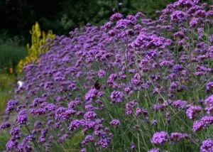 Verbena (Mine Çiçeği) Bakımı ve Yetiştirme Rehberi