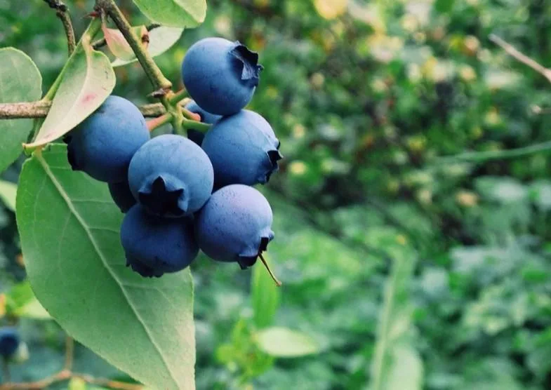 Yaban Mersini Yetiştirmenin Püf Noktaları Yaban Mersini Yetiştirmenin Püf Noktaları