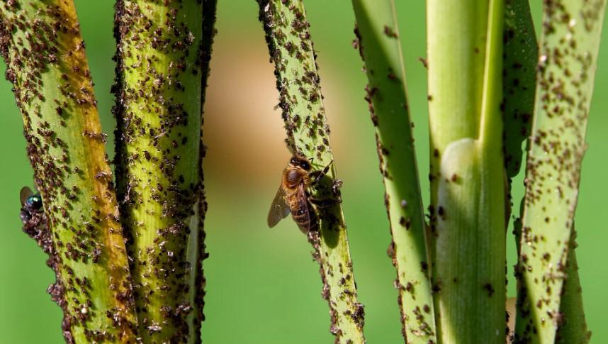 Yaprak Bitlerinden Kurtulmanın Doğal Yolları