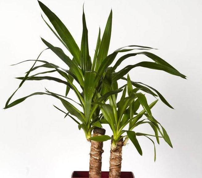 Yukka Bitkisinin Bakımında Dikkat Edilmesi Gerekenler