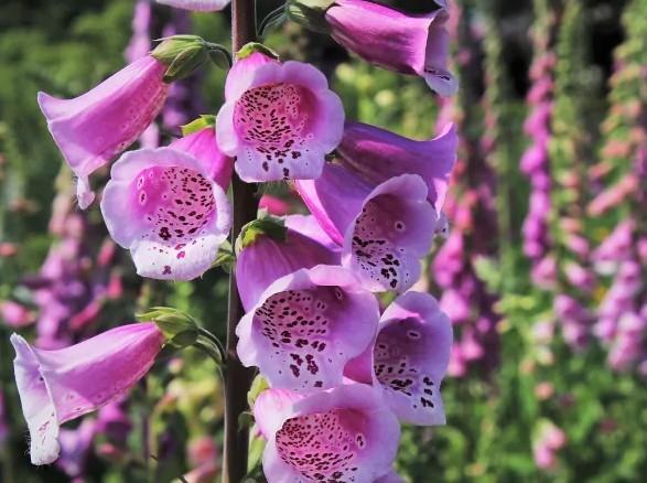 Yüksük Otu Nasıl Çoğaltılır?